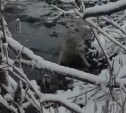 Сбитого автомобилем пса уносило течением реки на Сахалине - его случайно заметил прохожий