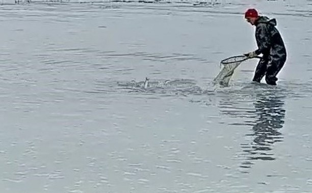 Сельдь подошла к берегам Сахалина: жители ловят рыбу сачками и руками