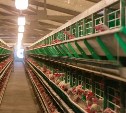 "Найдём партнёра с материка": на Сахалине может появиться новый сетевой поставщик яиц