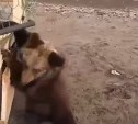 Медвежат без мамы, облюбовавших остановку по дороге в Углегорск, поймали и вывезли в урочища