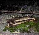 Грузовик с шестью тоннами лосося задержали сотрудники ДПС на Сахалине