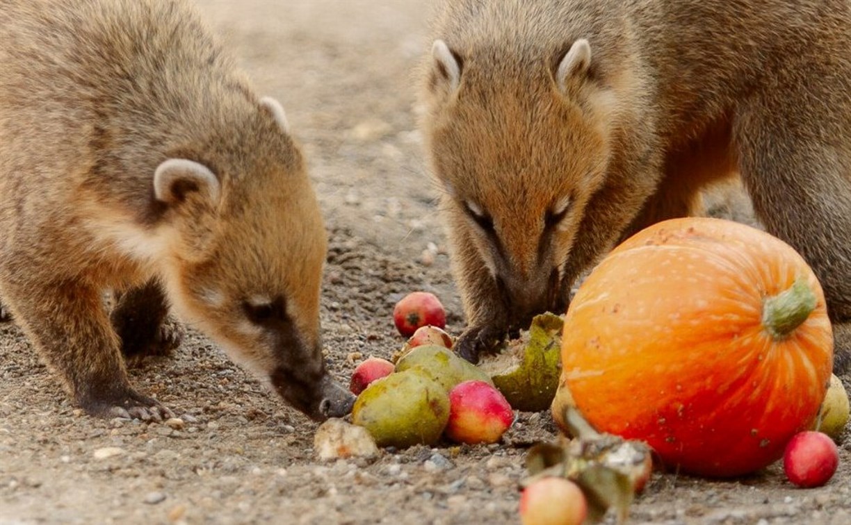 Сахалинский зоопарк просит горожан поделиться овощами и фруктами со зверями