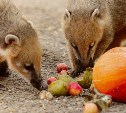 Сахалинский зоопарк просит горожан поделиться овощами и фруктами со зверями