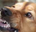 Двух собак, загрызших шпица на глазах у ребенка, поймали в Южно-Сахалинске