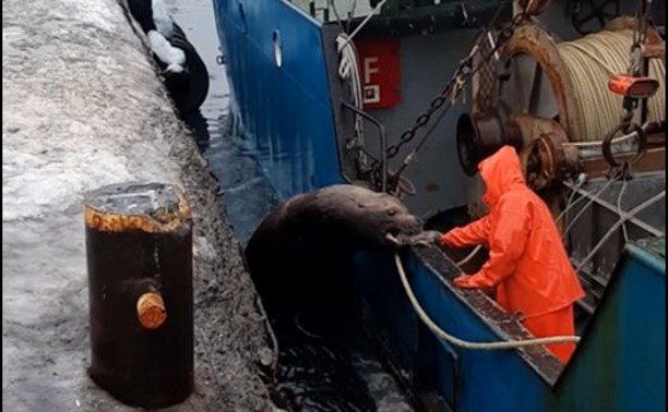 В порту Северо-Курильска орудует банда сивучей, которая вымогает рыбу у моряков 