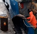 В порту Северо-Курильска орудует банда сивучей, которая вымогает рыбу у моряков 