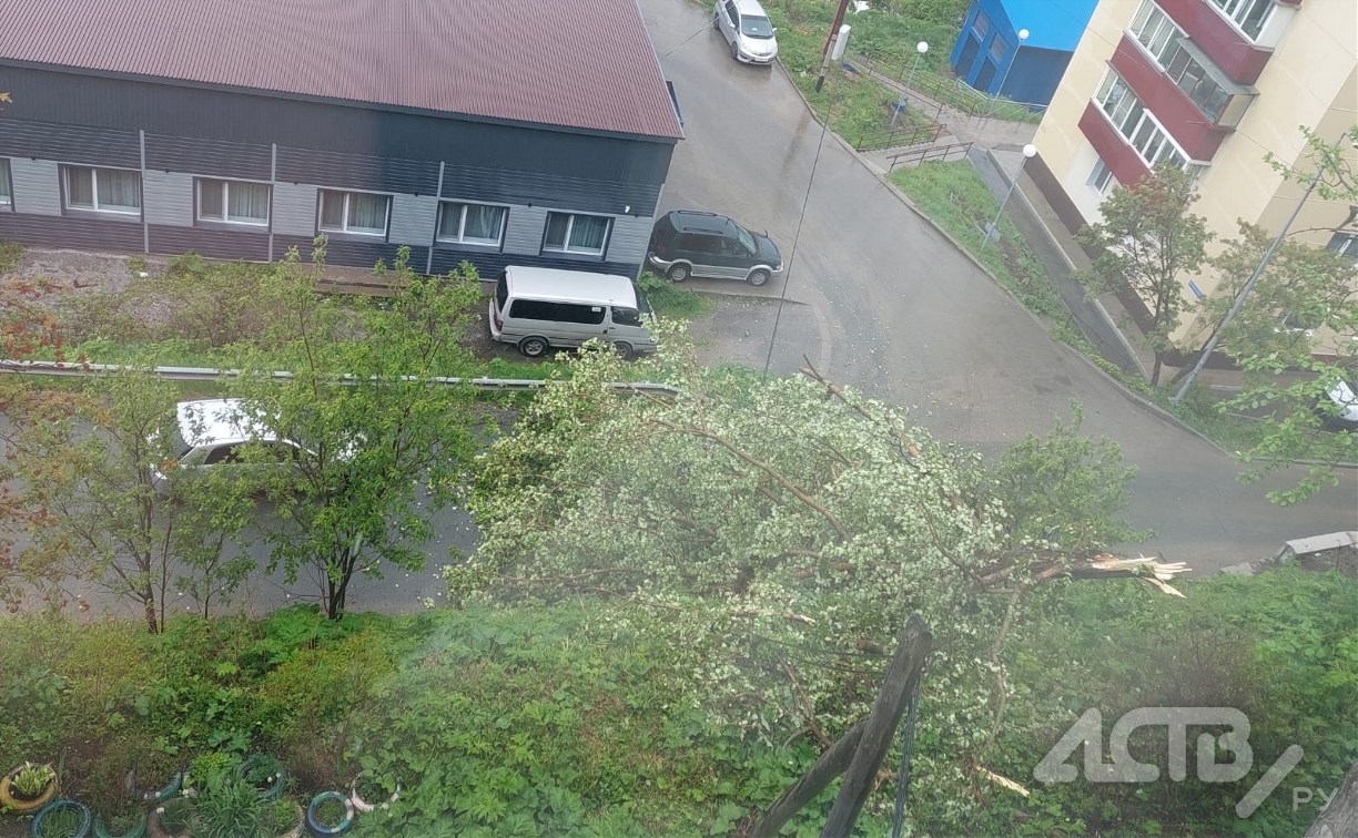 "Ствол сгнил": в Корсакове дерево рухнуло на провода и едва не задело проезжающий автомобиль 
