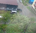 "Ствол сгнил": в Корсакове дерево рухнуло на провода и едва не задело проезжающий автомобиль 