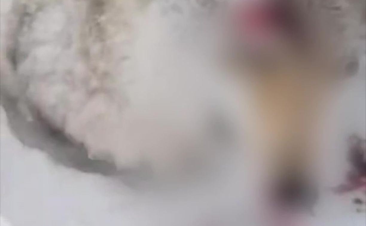 Соцсети: крупного волка застрелили на севере Сахалина