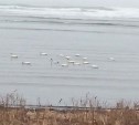 "Первый раз такое вижу": десятки лебедей прилетели к селу Восточному на Сахалине