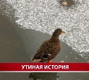 Поселившаяся в южно-сахалинской реке утка отказалась спасаться