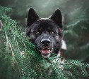 Эксперты предложили меры по решению проблемы безнадзорных животных на Сахалине
