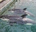 Южно-Сахалинский суд объявил перерыв в слушаниях по "китовой тюрьме"