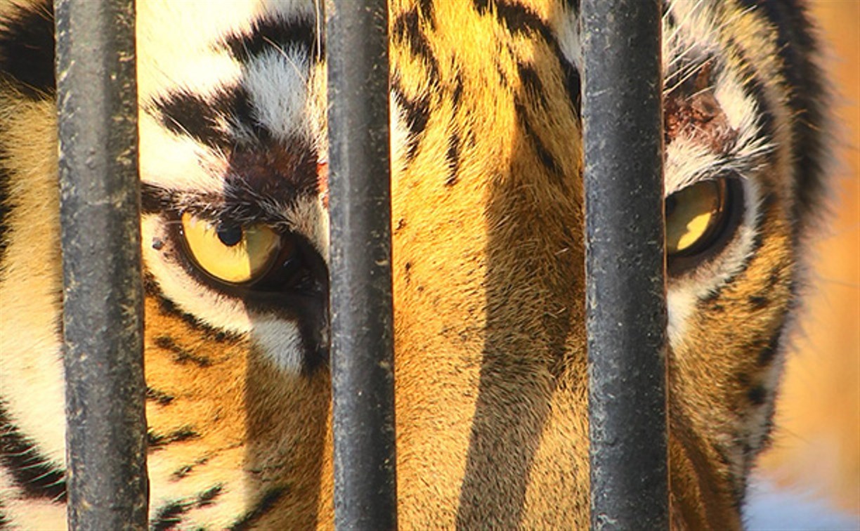Новую тигрицу Сахалинского зоопарка пока не показывают жениху