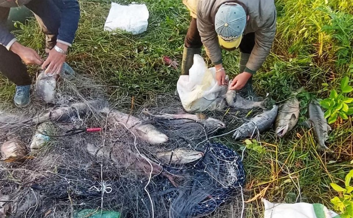 7 авто и более 300 кг ВБР изъяли у браконьеров на Сахалине за неделю 