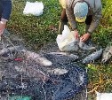 7 авто и более 300 кг ВБР изъяли у браконьеров на Сахалине за неделю 