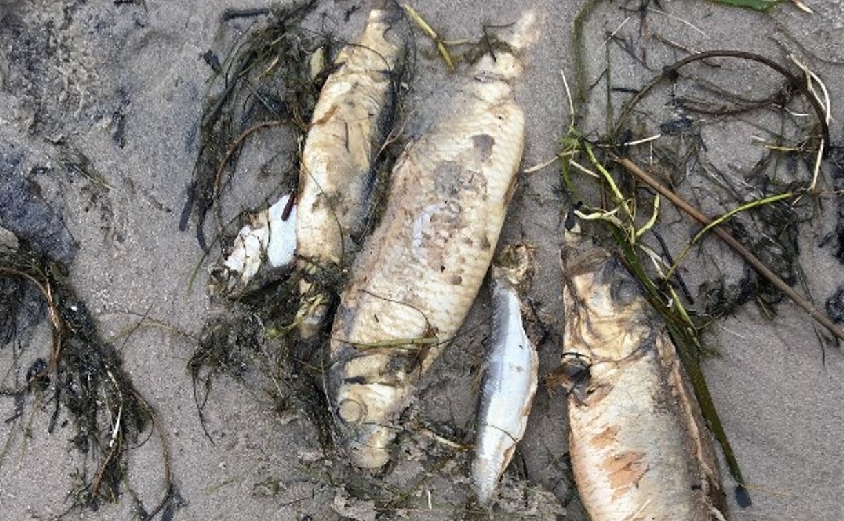 Экологи обвиняют "Эксон" в гибели сельди у берегов Сахалина