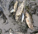 Экологи обвиняют "Эксон" в гибели сельди у берегов Сахалина