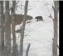 Медведь вышел на Ловецкий перевал