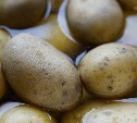 Картошка дешевеет: цены впервые ушли ниже прошлогодних