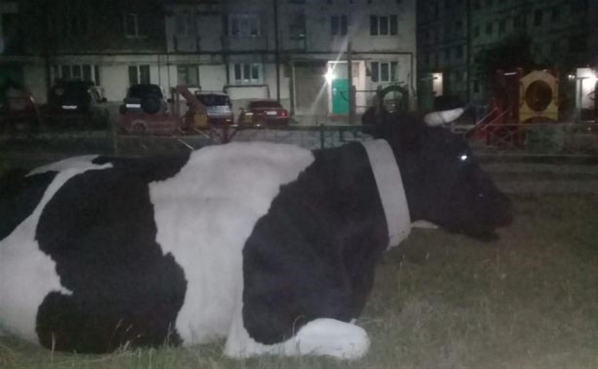 Коровы опоздали на вечернюю дойку и заночевали на детской площадке в Охе