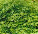 Шесть с половиной лет проведет в колонии строгого режима торговец марихуаной на Сахалине