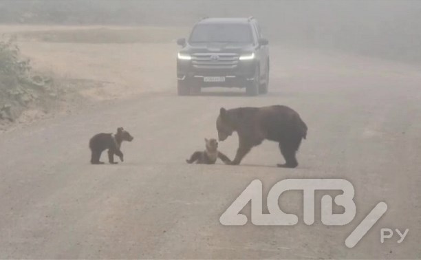 На Курилах игривые медвежата остановили движение на дороге 