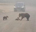 На Курилах игривые медвежата остановили движение на дороге 