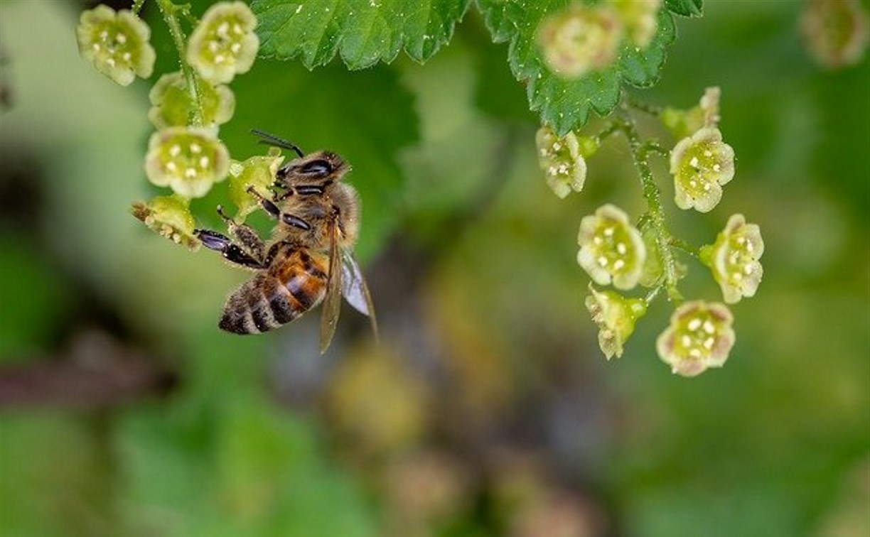 Сахалинцев просят прекратить убивать пчёл