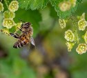 Сахалинцев просят прекратить убивать пчёл