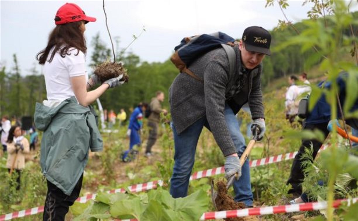 На "Горном воздухе" в Южно-Сахалинске высадили 300 берёз и рябин