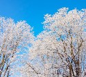 Днём потеплеет до нуля градусов: прогноз погоды на Сахалине и Курилах на 20 января