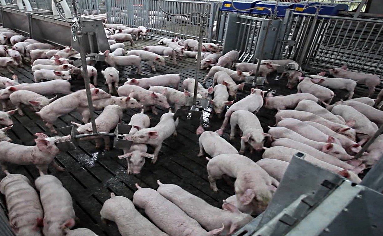 По итогам года резидент ТОР «Южная» произведет около 4600 тонн мяса