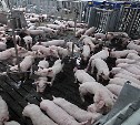 По итогам года резидент ТОР «Южная» произведет около 4600 тонн мяса