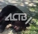 На кладбище в Ново-Александровске агрессивный медведь бросался на людей и машины