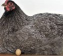 Каждая сахалинская курица снесла 321 яйцо – статистики обнародовали итоги 2013 года