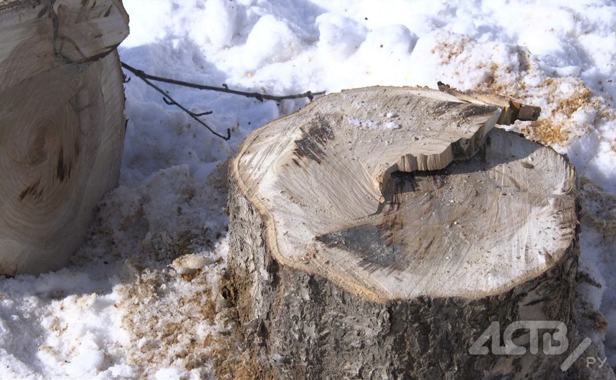 В Южно-Сахалинске коммунальщики спилили под корень сакуру, которая пережила 90-е