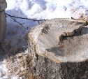 В Южно-Сахалинске коммунальщики спилили под корень сакуру, которая пережила 90-е