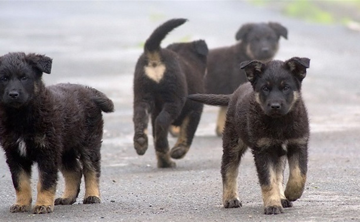 Сахалинцы не стали чаще брать собак из приюта из-за коронавируса