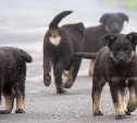 Сахалинцы не стали чаще брать собак из приюта из-за коронавируса