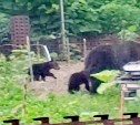 Огород дачников на Кунашире разграбили четыре медведя, но отпугивать их не стали