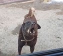 Собаки, которых размуровали в Холмске, накинулись на гуляющую семью