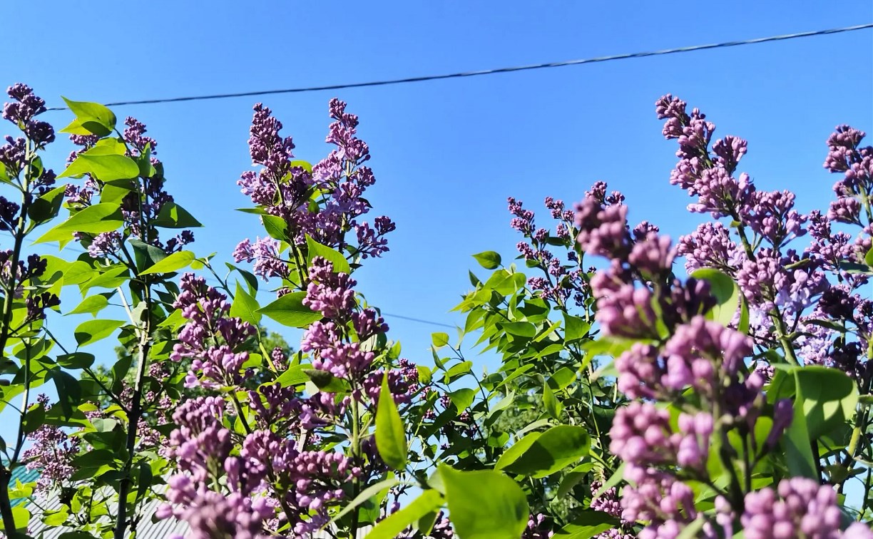 На Сахалине до +22°C, а на Курилах дожди и ветер: прогноз погоды для региона на 23 июня