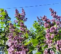На Сахалине до +22°C, а на Курилах дожди и ветер: прогноз погоды для региона на 23 июня