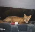 Села прямо на лису: пока сахалинцы любовались морем, их машину занял необычный пассажир
