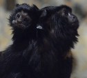 Двойняшки красноруких тамаринов родились в сахалинском зоопарке 