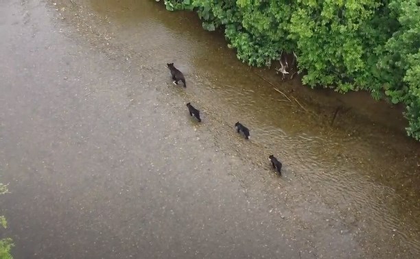Многодетное семейство медведей на прогулке снял с дрона сахалинец