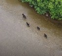 Многодетное семейство медведей на прогулке снял с дрона сахалинец