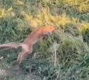 Лисенок-акробат покорил сердце женщины на Шикотане