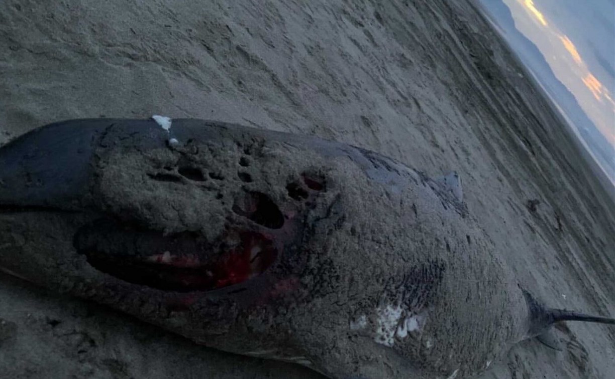 Мёртвое морское животное выбросило на берег моря в Стародубском